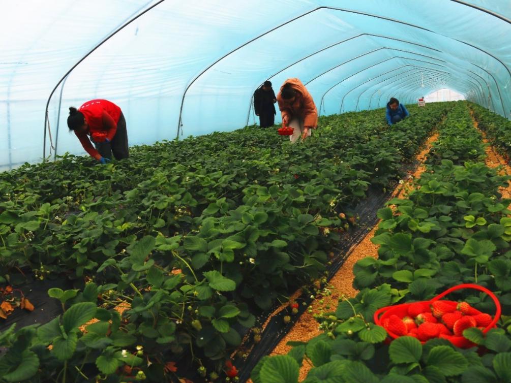 1673685781283430.jpg 1673685781283430.jpg